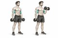 Realistic exercise illustration of Barbell Curl thumbnail highlighting Biceps, Brachialis, Forearms.